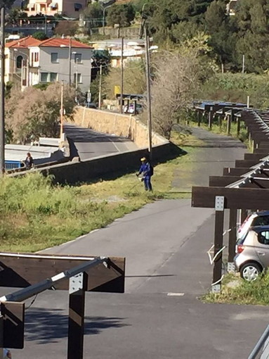 Prosegue la pulizia della pista ciclabile ad opera di Area 24. Purtroppo abbattute anche alcune palme infette Prosegue la pulizia della pista ciclabile ad opera di Area 24. Purtroppo abbattute anche alcune palme infette