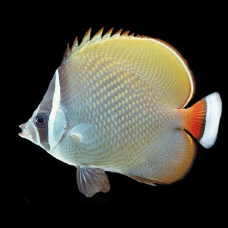 Petsfestival 2022: Acquariologia per tutti Petsfestival 2022: Acquariologia per tutti