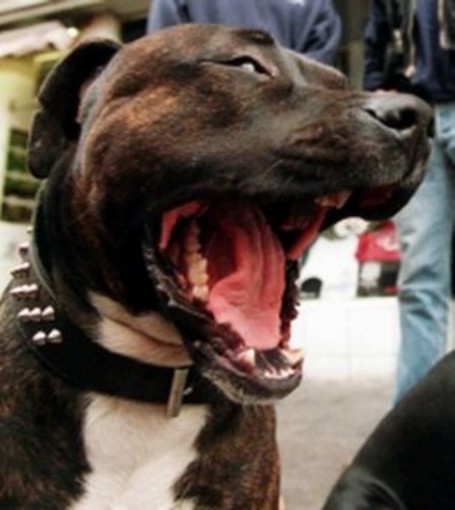 Pitbull attacca un Beagle: intieviene la Lega del Cane