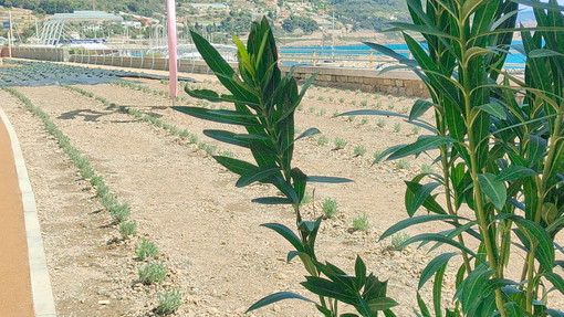 Da sabato prossimo si pedala senza ostacoli da San Lorenzo a Imperia (foto e video)