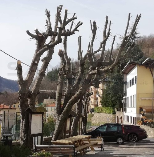 Carpasio: potatura degli ippocastani in piazza Garibaldi, Verda "Un taglio scandaloso, pensate anche alla SP 21" (Foto) Carpasio: potatura degli ippocastani in piazza Garibaldi, Verda "Un taglio scandaloso, pensate anche alla SP 21" (Foto)