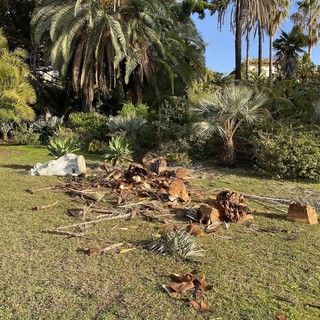 La palma caduta a villa Ormond