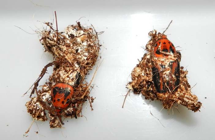 Anche l'agronomo sanremese Matteo Littardi domani ad Euroflora per la nuova tecnica biologica contro il Punteruolo Rosso