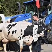 Sanremo: i trattori arriveranno venerdì e resteranno anche sabato, tra Valle Armea e il centro Sanremo: i trattori arriveranno venerdì e resteranno anche sabato, tra Valle Armea e il centro