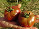 Il pomodoro nero di Seborga è stato riconosciuto dall'Arca del Gusto Mondiale Il pomodoro nero di Seborga è stato riconosciuto dall'Arca del Gusto Mondiale