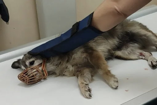 Ventimiglia: cagnolina di un senzatetto investita nella città alta, scatta la raccolta fondi Ventimiglia: cagnolina di un senzatetto investita nella città alta, scatta la raccolta fondi