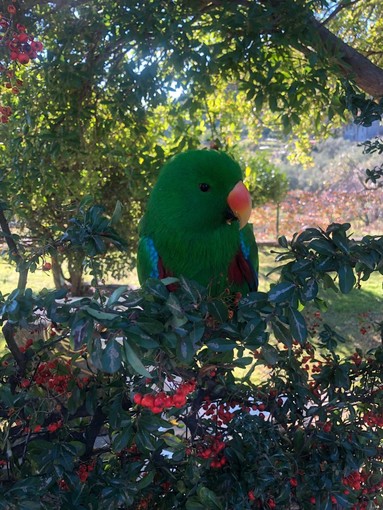 Il pappagallo trovato a Ventimiglia