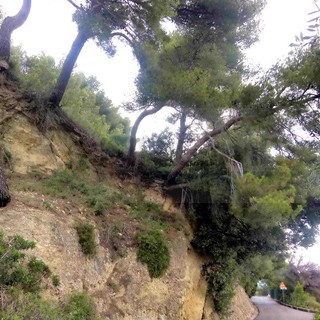 Sanremo: pini marittimi in bilico sulla strada per Bussana, i residenti chiedono un intervento (Foto)