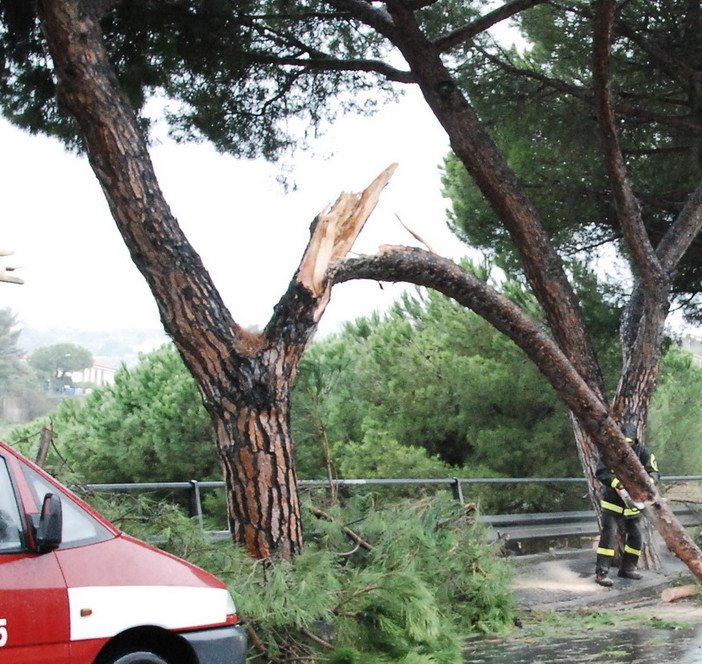 Sanremo: danni per il vento, divelto un pino marittimo in via Padre Semeria