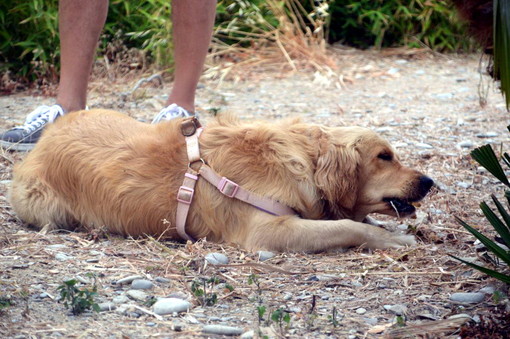 Ospedaletti: pronta una nuova area cani nella zona del 'circuito', nei prossimi giorni l'inaugurazione Ospedaletti: pronta una nuova area cani nella zona del 'circuito', nei prossimi giorni l'inaugurazione