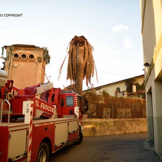 Sanremo: Vigili del Fuoco mettono in sicurezza palme colpite dal Punteruolo Rosso nella zona della Foce Sanremo: Vigili del Fuoco mettono in sicurezza palme colpite dal Punteruolo Rosso nella zona della Foce