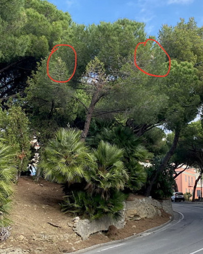 Domani in Consiglio la Mozione di ‘Civicamente Bordighera’ per la prevenzione sistematica della processionaria Domani in Consiglio la Mozione di ‘Civicamente Bordighera’ per la prevenzione sistematica della processionaria