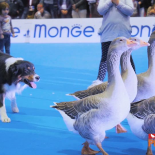 Petsfestival: la nona edizione si chiude con un grande successo e rafforza la partnership con Cremonafiere in vista del 2023