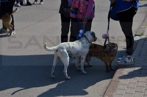 Imperia: al via sabato la prima edizione di “Zampetta felice”, passeggiata per gli animali e i loro amici