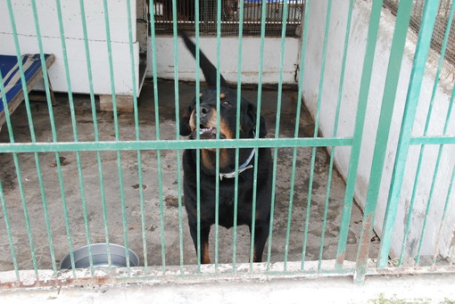 Appello della Lega del Cane per l'emergenza dei canili di Ventimiglia e Dolceacqua