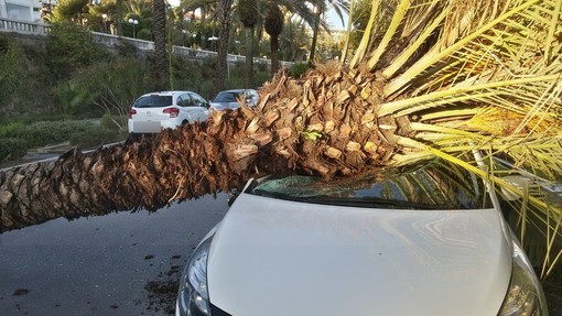 Sanremo: maltempo sul ponente, palma cade su un'auto in via Vittorio Emanuele II° (Foto)