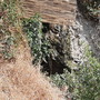Ventimiglia, perdite dalla fognatura ai Balzi Rossi: la segnalazione di una cittadina, "Interventi già eseguiti ma il problema resta" Ventimiglia, perdite dalla fognatura ai Balzi Rossi: la segnalazione di una cittadina, "Interventi già eseguiti ma il problema resta"