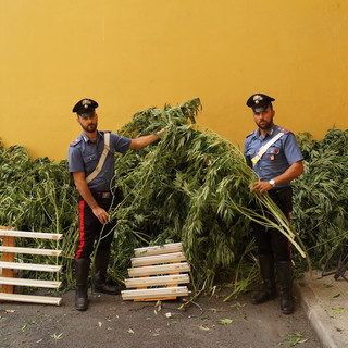 Rocchetta Nervina: i Carabinieri scoprono un'altra piantagione di cannabis indica, arrestato un 67enne