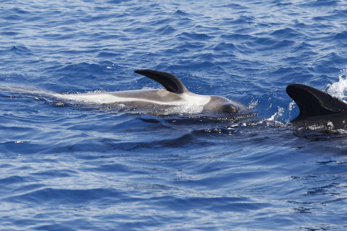 Tutti a cercare balene e delfini con i ricercatori: una eccellenza della Green Economy italiana