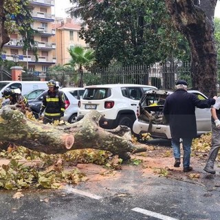 Ventimiglia: crolla sotto la forza del vento un platano in via Veneto, distrutta una Smart (Foto) Ventimiglia: crolla sotto la forza del vento un platano in via Veneto, distrutta una Smart (Foto)