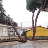 Arma di Taggia: pino marittimo privato crolla sulla scuola dell'infanzia che deve essere ricostruita