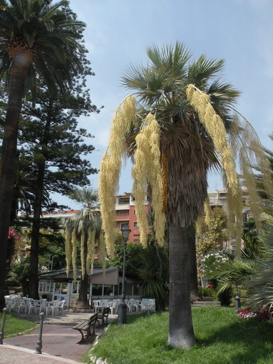 Sanremo: la fioritura delle palme messicane nei giardini di Sanremo/Zona Morgana