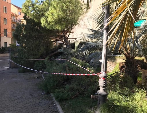 Sanremo: un pino cade all'interno del parco delle Carmelitane, vento forte anche oggi e piante in pericolo (Foto)