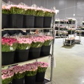 Il fiore di Sanremo resiste e cresce: +10% per il comparto floricolo, per Ognissanti il bilancio del mercato resta positivo