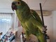 Émeraude, il pappagallo scomparso in zona Borgo a Sanremo