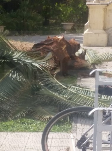 Arma di Taggia: palma indebolita dal 'punteruolo rosso', un ciuffo si stacca e cade nel cortile dell'Alberghiero (Foto)