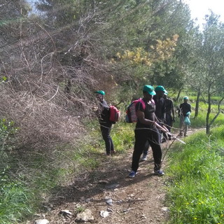 Imperia: pulizia dei sentieri in vista dell’annuale ‘Passeggiata tra gli Ulivi’ e le Ginestre in fiore