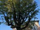 Sanremo: un albero per ogni nuovo nato o adottato in città, il consiglio comunale approva all’unanimità