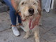 Enpa di Sanremo: il cagnolino Poldo ha bisogno di una nuova casetta
