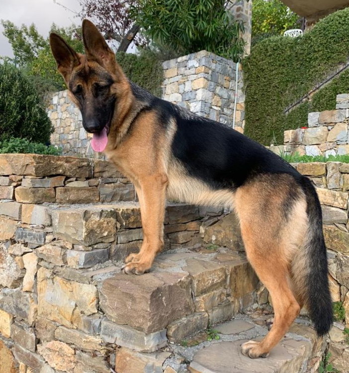 Vallebona: è scomparsa da ieri mattina 'Luce' splendido Pastore Tedesco di due anni (Foto)