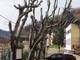 Carpasio: potatura degli ippocastani in piazza Garibaldi, Verda "Un taglio scandaloso, pensate anche alla SP 21" (Foto)