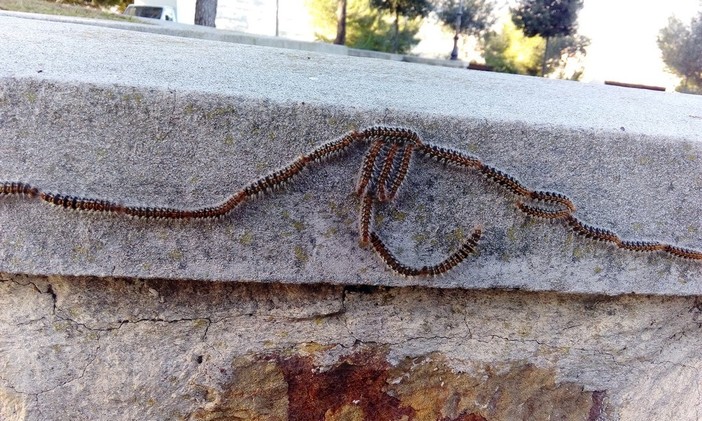Sanremo: massiccia presenza di processionaria ai giardini della Madonna Pellegrina di Coldirodi