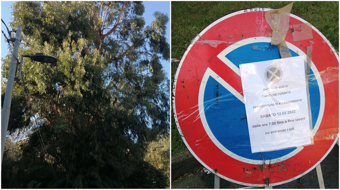 Sanremo: potatura albero alla Foce, il Comitato PAT "Speriamo non sia il solito drastico intervento" Sanremo: potatura albero alla Foce, il Comitato PAT "Speriamo non sia il solito drastico intervento"