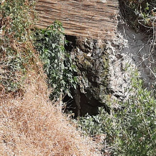 Ventimiglia, perdite dalla fognatura ai Balzi Rossi: la segnalazione di una cittadina, "Interventi già eseguiti ma il problema resta" Ventimiglia, perdite dalla fognatura ai Balzi Rossi: la segnalazione di una cittadina, "Interventi già eseguiti ma il problema resta"