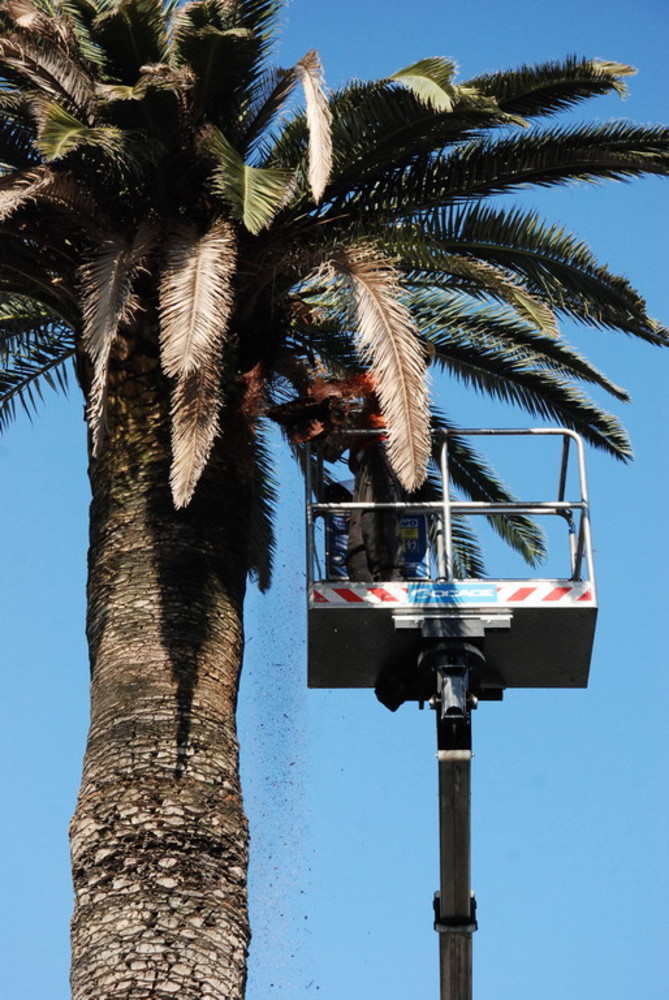 Sanremo: scoperta una sostanza che potrebbe fermare il devastante 'punteruolo rosso'