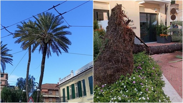 Bordighera, palma crolla in strada: paura tra i passanti (Foto) Bordighera, palma crolla in strada: paura tra i passanti (Foto)