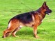 Sanremo: area attrezzata per cani, lettore "Un animale di taglia grande deve avere un giardino!" Sanremo: area attrezzata per cani, lettore "Un animale di taglia grande deve avere un giardino!"