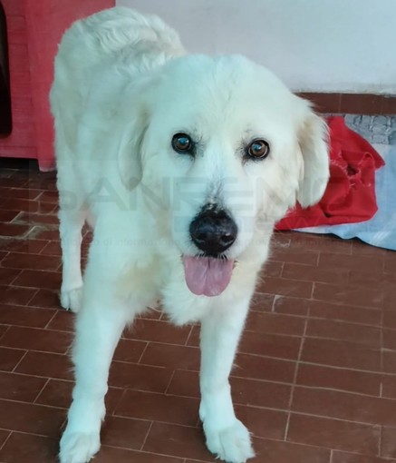 Paloma: al canile di Sanremo è arrivata la nonnina dal cuore d’oro che cerca casa