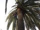 Vallecrosia: due palme infestate dal 'Punteruolo Rosso', il Comune decide per l'abbatimento