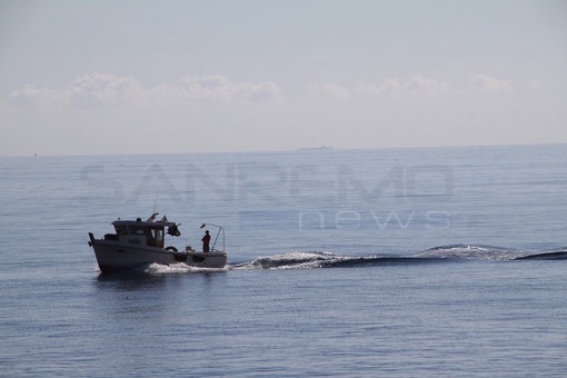 Coldiretti Pesca lancia l’allarme: record di pesce straniero in Italia, la Liguria difende il suo pescato Coldiretti Pesca lancia l’allarme: record di pesce straniero in Italia, la Liguria difende il suo pescato