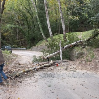 Sanremo: grosso pioppo sfiora uno scooter nell'entroterra, strada chiusa solo alcuni minuti (Foto)