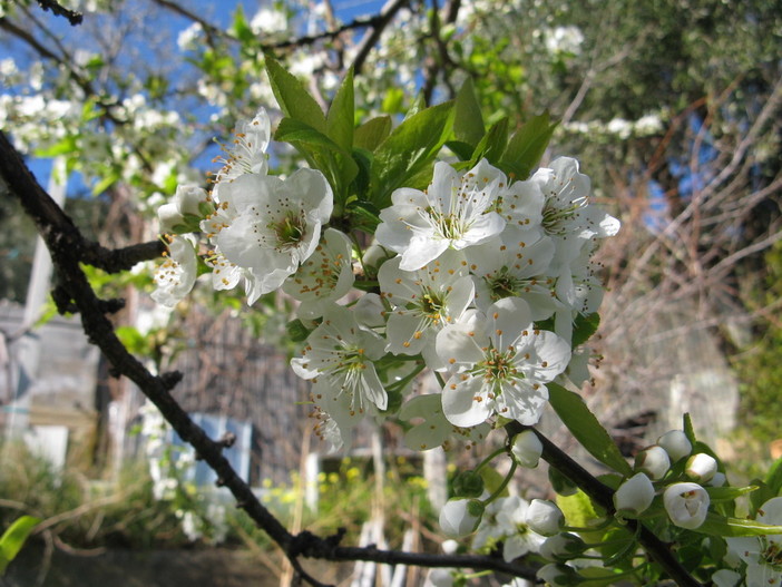 Domani a Genova, due incontri per la floricoltura del ponente ligure Domani a Genova, due incontri per la floricoltura del ponente ligure