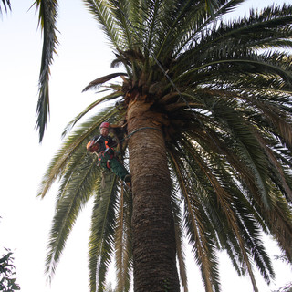 Vallecrosia: due palme infestate dal 'Punteruolo Rosso', il Comune decide per l'abbatimento