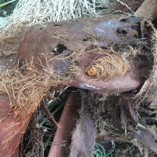 Santo Stefano al Mare: palme infettate e ritardi nello smaltimento, inviati esposti alla Regione