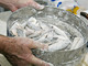 Sanremo: domani al mercato ittico del Porto Vecchio, 'Il Pesce Ritrovato' by Fish Scale