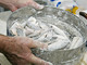Sanremo: domani al mercato ittico del Porto Vecchio, 'Il Pesce Ritrovato' by Fish Scale Sanremo: domani al mercato ittico del Porto Vecchio, 'Il Pesce Ritrovato' by Fish Scale